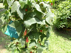 Passiflora capsularis