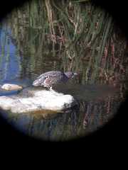 Nycticorax nycticorax obscurus