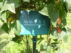 Passiflora capsularis