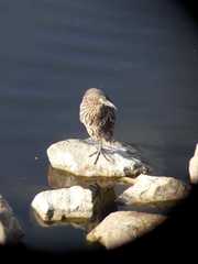 Nycticorax nycticorax obscurus