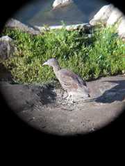 Nycticorax nycticorax obscurus