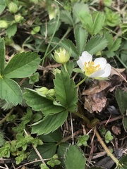 Fragaria virginiana glauca