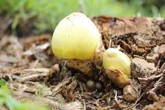 Volvariella bombycina flaviceps
