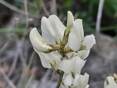 Oxytropis dasypoda