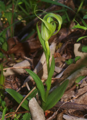 Pterostylis oliveri