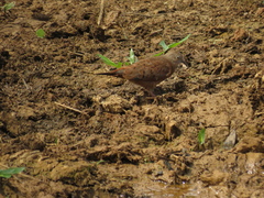 Columbina talpacoti