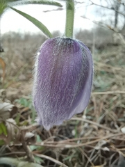Pulsatilla dahurica