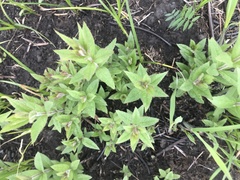 Veronicastrum virginicum