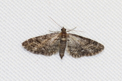 Eupithecia columbiata