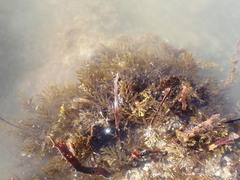 Carpophyllum plumosum