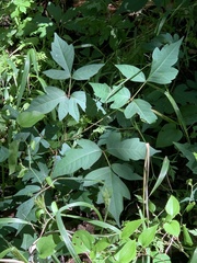 Toxicodendron radicans verrucosum