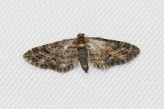 Eupithecia columbiata