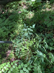 Toxicodendron radicans verrucosum