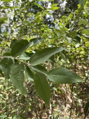 Savia sessiliflora