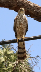 Accipiter cooperii