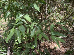 Savia sessiliflora