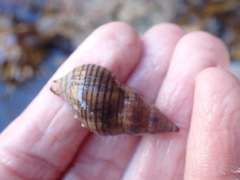 Buccinulum pallidum powelli