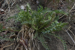 Oxytropis borealis