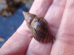 Buccinulum pallidum powelli