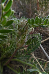 Oxytropis borealis