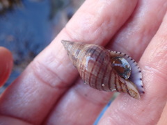 Buccinulum pallidum powelli