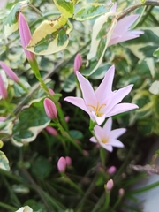 Zephyranthes carinata