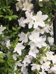 Rhododendron