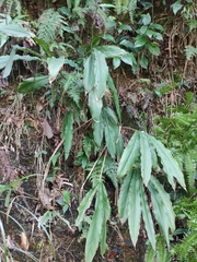 Alpinia japonica