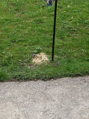 Zonotrichia leucophrys