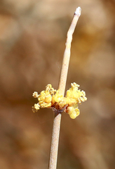 Ephedraceae