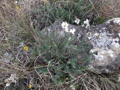 Oxytropis dasypoda