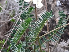 Oxytropis dasypoda