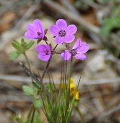 Erodium laciniatum