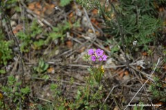 Erodium laciniatum