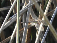 Rhionaeschna absoluta