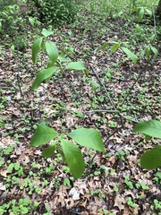 Asimina triloba