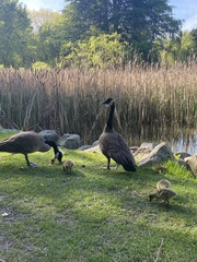 Branta canadensis