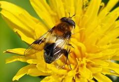 Leucozona lucorum