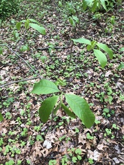 Asimina triloba