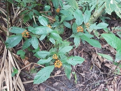Palicourea racemosa