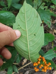 Palicourea racemosa