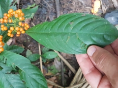Palicourea racemosa