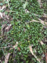 Ranunculus cheirophyllus