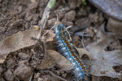 Malacosoma constricta