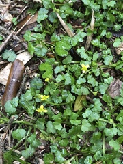 Ranunculus cheirophyllus