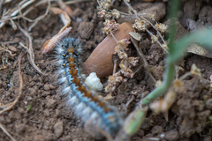 Malacosoma constricta
