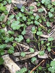 Ranunculus cheirophyllus