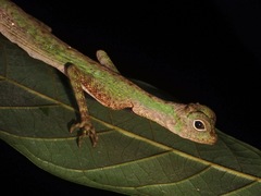 Draco melanopogon