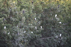 Eudocimus albus