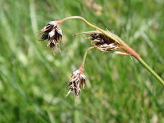 Luzula multiflora multiflora